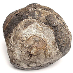 Ambra grigia