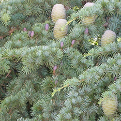 Cedro dell'Atlante