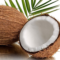 Cocco