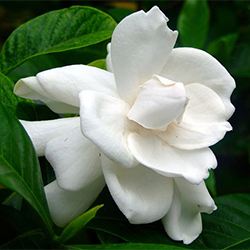 Gardenia