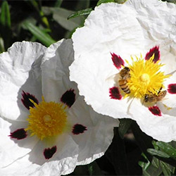 Labdanum
