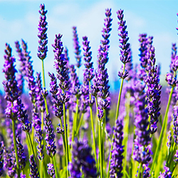 Lavanda