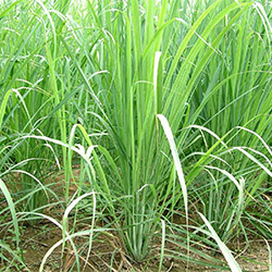 Lemongrass