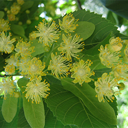 Fiori di tiglio