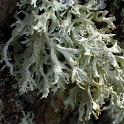 Muschio di quercia