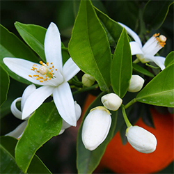 Neroli (fiori d'arancio)