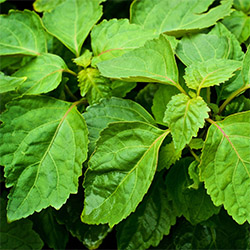 Patchouli