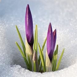 Primavera