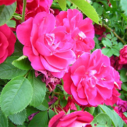 Rosa