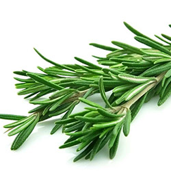 Rosmarino