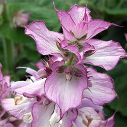 Salvia moscata
