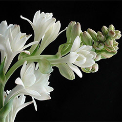 Tuberosa