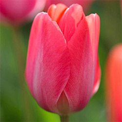 Tulipano