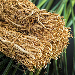 Vetiver