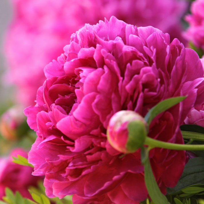 Peonia