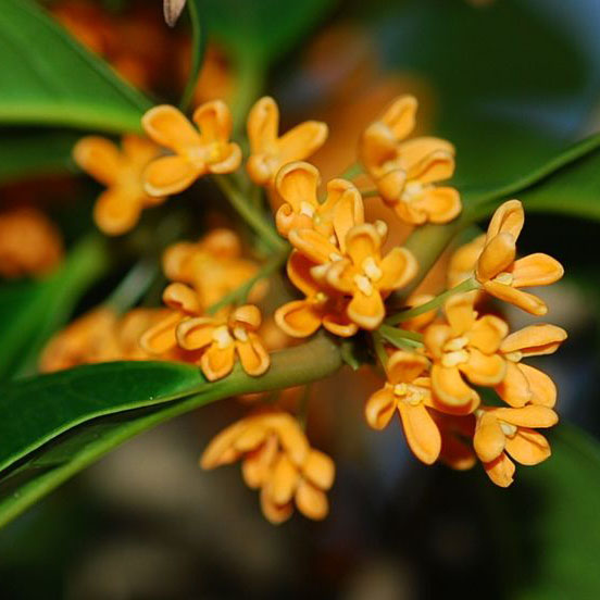 Osmanthus