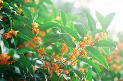 Osmanthus