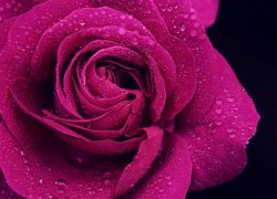 Rose Perple