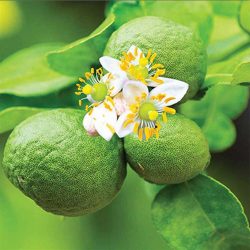 Winter bergamot
