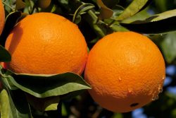 orange